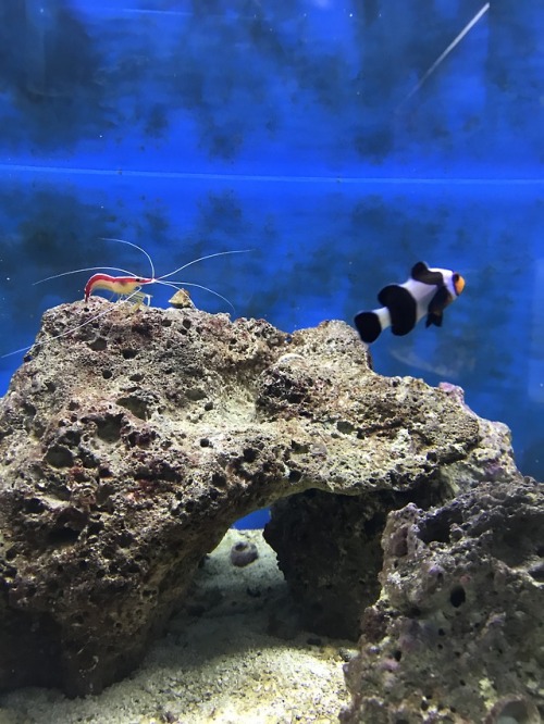 in a sad mood…. wishing i was that shrimp