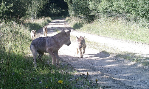 Porn photo wolveswolves: First wolf pack in over 100