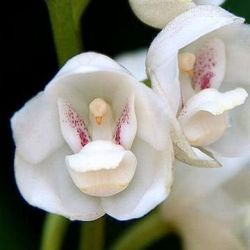 miss-vortex:The Orchid is incredible - not only are there thousands of species all