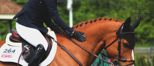 bellbootsphotography: Pats for a job well doneOSF Spring Horse Show 2016