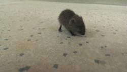 The shrew we found in the basement. Super