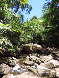 nuestropr:  El Yunque National Forest, Puerto Rico.