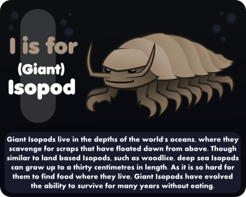 I is for (giant) isopod