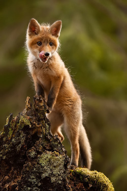 wonderous-world:  On the Prowl by Robert Adamec