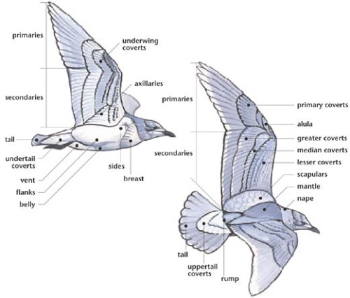 fucktonofanatomyreferences:An appreciative fuck-ton of bird wing anatomy references (from various so