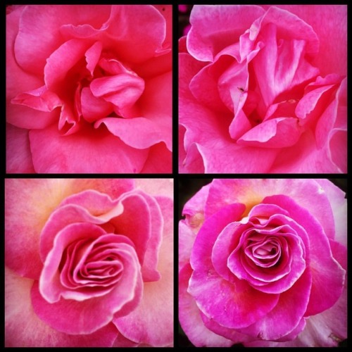 Porn #roses #rosas  (at Hacienda Pèrez-Garcia) photos