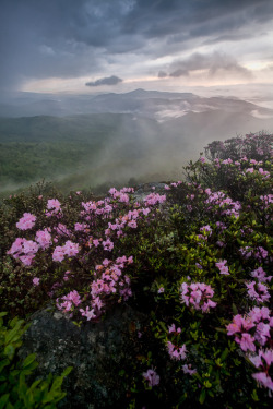 methexys:  From this morning: Morning Glory and Carolina Rhodies.. (by Rob Travis)