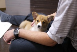 redhairedshanksthecorgi:  Photo from Shanks’s third day home with us back at the end of January :) 