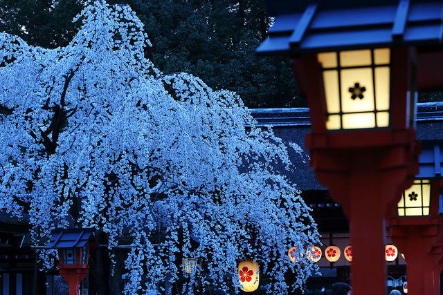 japan-mania:  Spring in Kyoto by Teruhide Tomori (◠‿◠) on Flickr. 