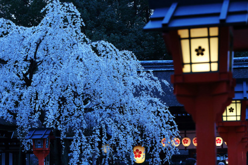 XXX japan-mania:  Spring in Kyoto by Teruhide photo