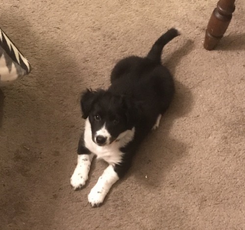 handsomedogs:8 week old border collie!! Her name is Maggie and she likes napping and biting feet