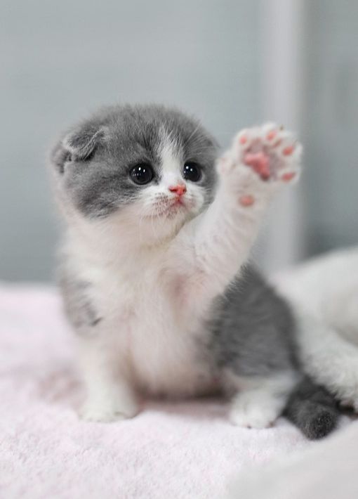 I love kitties