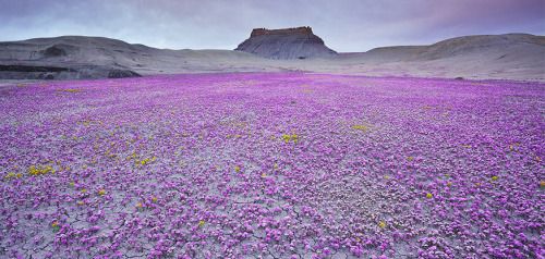 idreamofaworldofcouture:The Badlands region in Utah is famous for its arid and unforgiving landscape