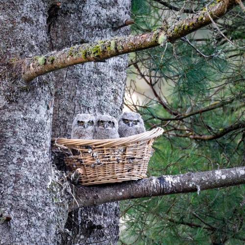 catsbeaversandducks: “The owlets we recently re-nested are doing well and have settled into their ne