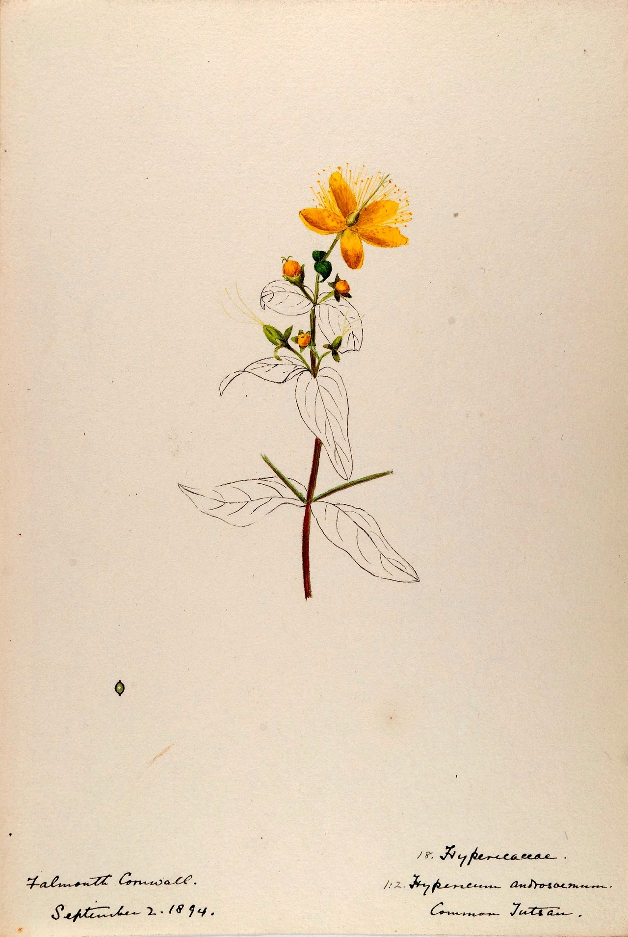 wapiti3:  Water-color sketches of plants of North America and EuropeBy Sharp, Helen.