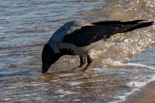 Munin?Baltic Sea.