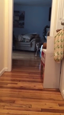 sizvideos:    Did you ever see a dog tip-toe? Watch the full video 