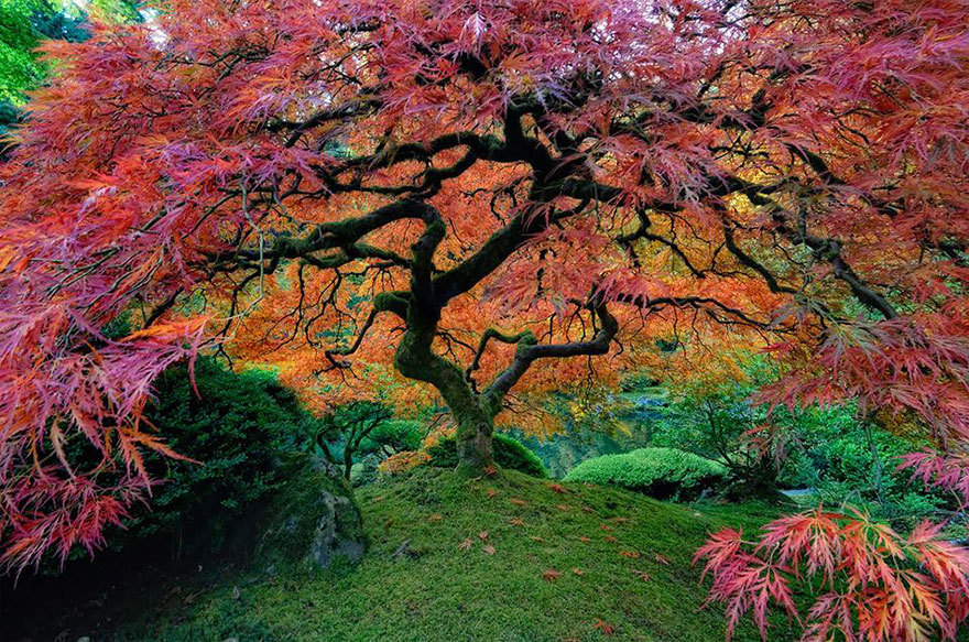 classiclinds:  ladyinterior: Magnificent Trees Around the WorldThese are the most