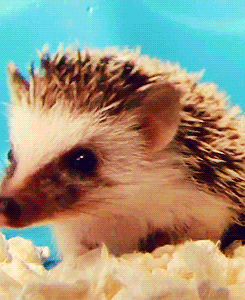 these-times-shall-pass:feeling sad? look at this baby animal blog!