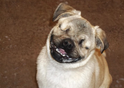 Awkwardsituationist:  Xander Is A One Year Old Pug Who Was Adopted By Marcie And