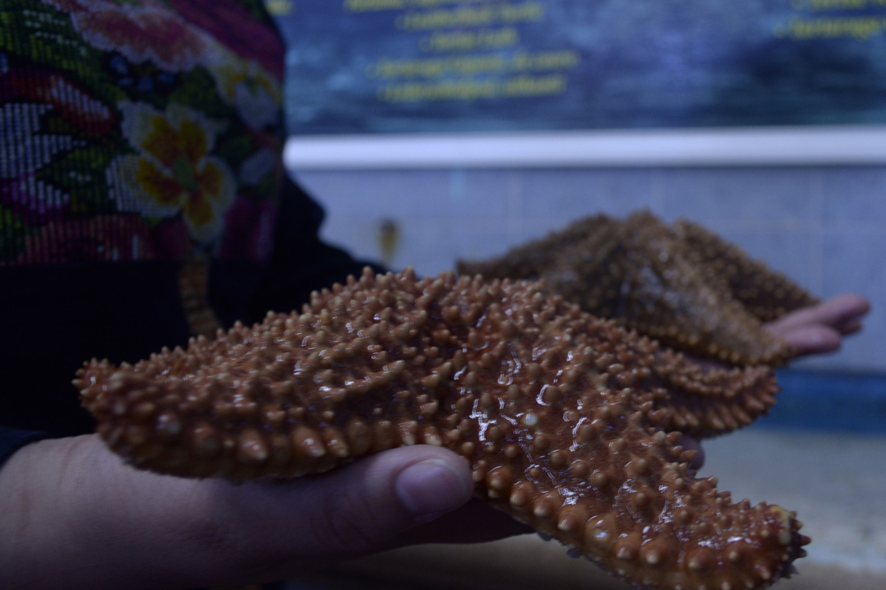 xibalbapiixan:  Tortugranja y acuario en Isla Mujeres.Quintana Roo, México.13 de