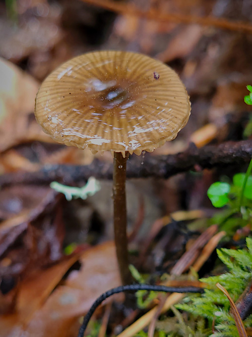 mbhforiginalphotography: Mushroom MirrorWestern Washington, May 6 2022Mary Howerton (shop)