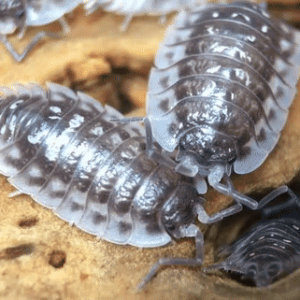 / / / / / / A Stimboard For Woodlice That Can NOT Roll Into A Little Ball For Mosswoodgrove !!