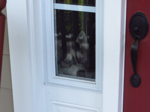 southernsnowdogs:  Fighting over who gets to look out of the window. Never mind that we have TWO windows in which they can both look out of.  