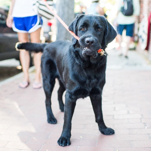 thedogist:Puck, Labrador Retriever (1 y/o), Straight Wharf, Nantucket, MA