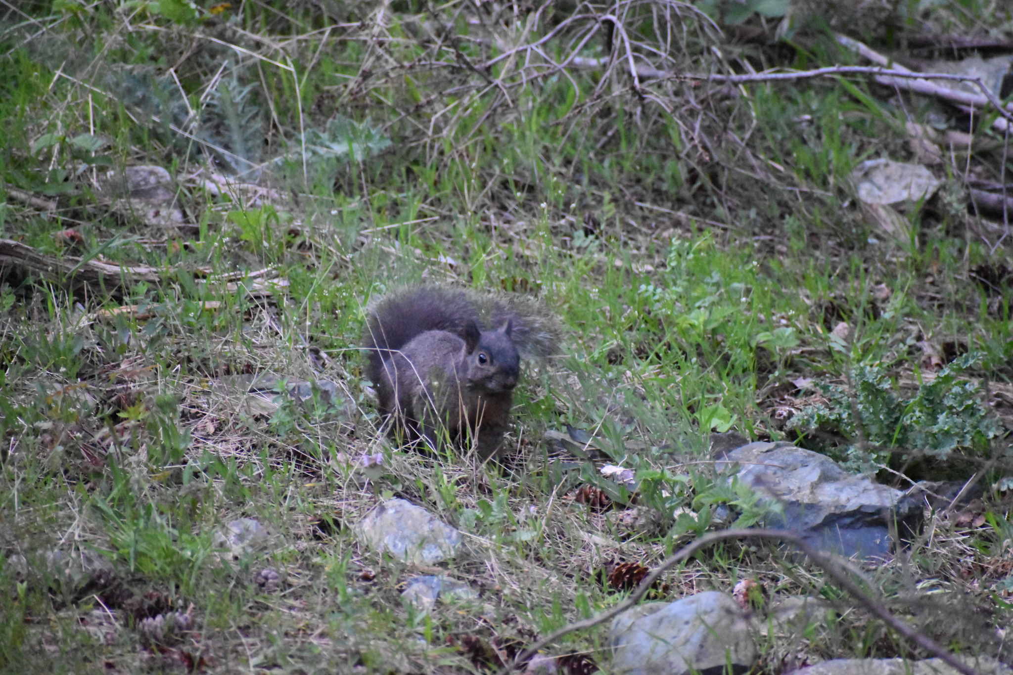 douglas squirrel | Explore Tumblr Posts and Blogs | Tumgir