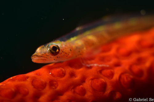 a whip coral goby