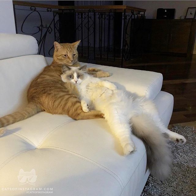 catsofinstagram:  From @Laska_ragdoll: “Hanging out with my BFF” #catsofinstagram