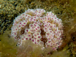 jenn-oddballpunk:  bogleech:  bogleech: flower urchins are such fanciful magical looking animals and the most whimsical part of all has to be the part where if you touch those pretty little cups you die horribly Really though what fucker even programmed