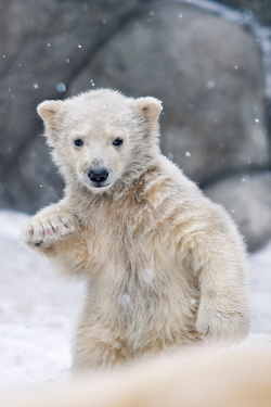 vurtual:  hip-hop among snowflakes (by sergei gladyshev) 