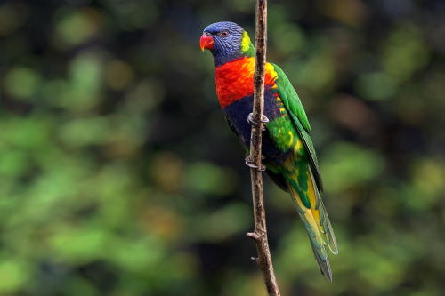 creatures-alive:  (via 500px / Rainbow Lorikeet by Edwin Leung)