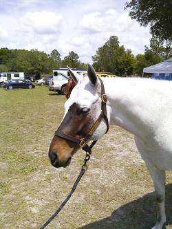 littlecorgi:  look how cool this horse’s face is  Woahh