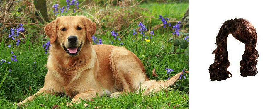 american-titan:  Steal her look: Nina Labrador retriever: $500Brunette wig: $40