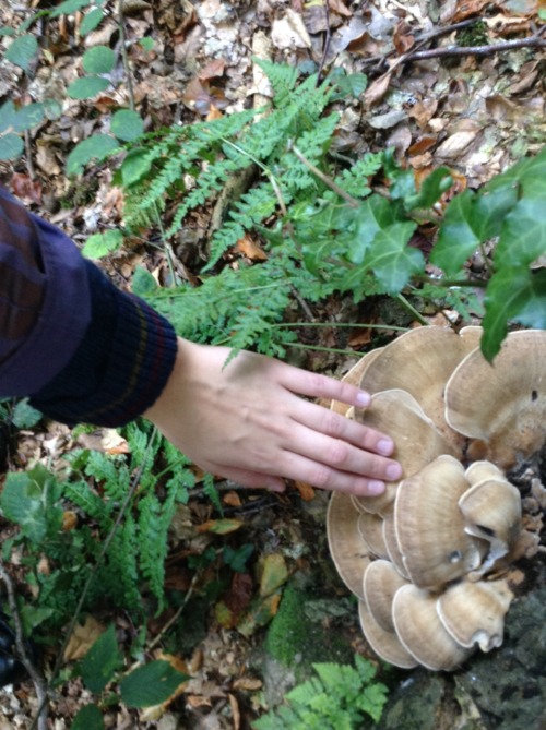 eumycota:  Thursday 