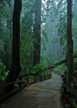 bonitavista:  Redwoods, California photo