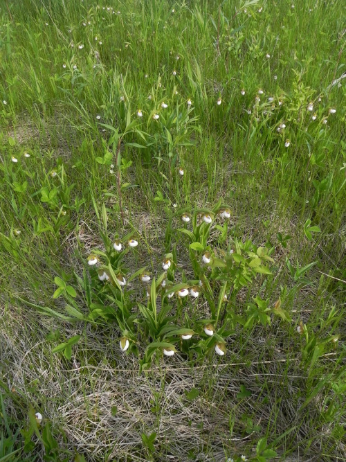 Porn photo testicle plants! orquidofilia:  A small portion