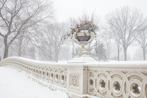 vivalcli:Winter in Central Park by Rebecca Dale
