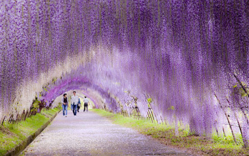 porlasperasdelaperih:  Túnel de glicinas – Japón