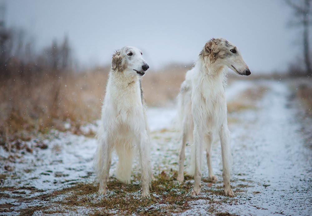 handsomedogs:   …   Diana lipkina    My kind of dog :)