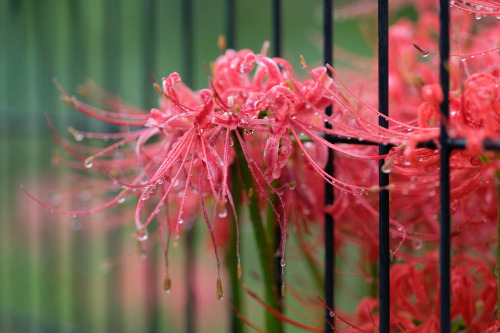 Spider lily