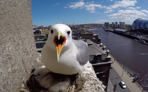 “Thousands of Kittiwake chicks are literally living life on the edge, as they nest perched on the small ledges of the granite towers of the the Tyne Bridge - which during the months of June and July is host to the world’s largest inland seabird...