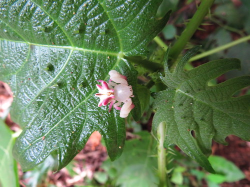 onenicebugperday:Seven-spined crab spider, Epicadus heterogaster, Thomisidae. Found in South and Cen