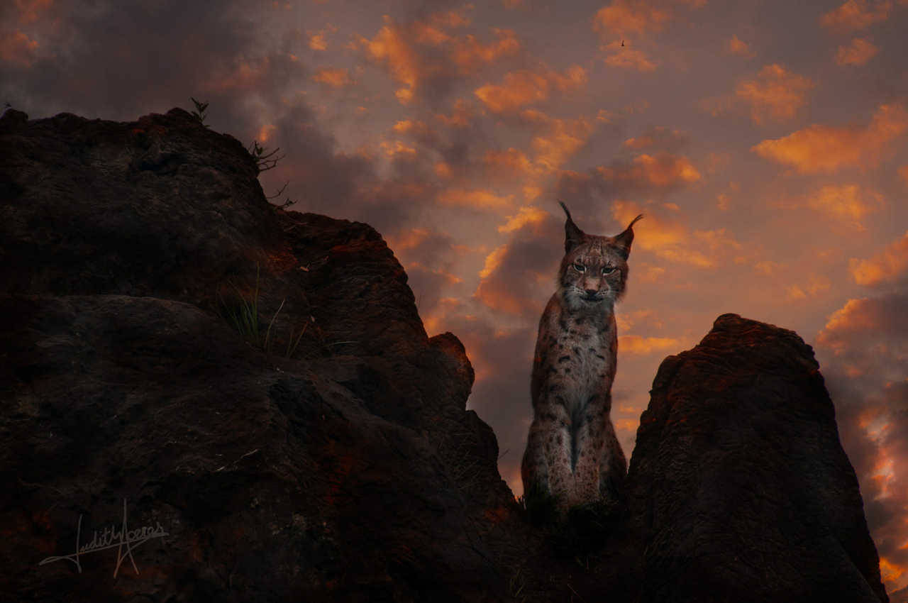 https://500px.com/photo/130029009/lince-lynx-by-judith-torres?utm_source=cristi-raraitu.blogspot.com.es&amp;utm_medium=referral&amp;utm_campaign=embed&amp;utm_content=web