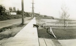 twoseparatecoursesmeet:  Lake Washington Boulevard, Seattle, 1940s