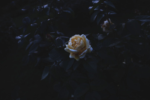 Porn mazokhist:dying rose by vincere noel photos