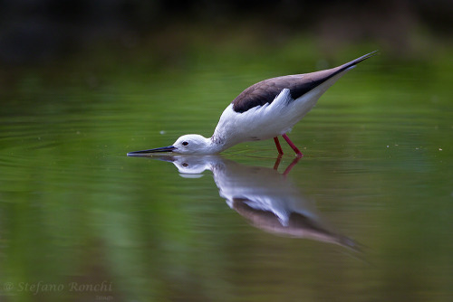 phototoartguy:  reflection by Stefano Ronchi.stefanoronchi